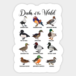 Different ducks - types of ducks Sticker